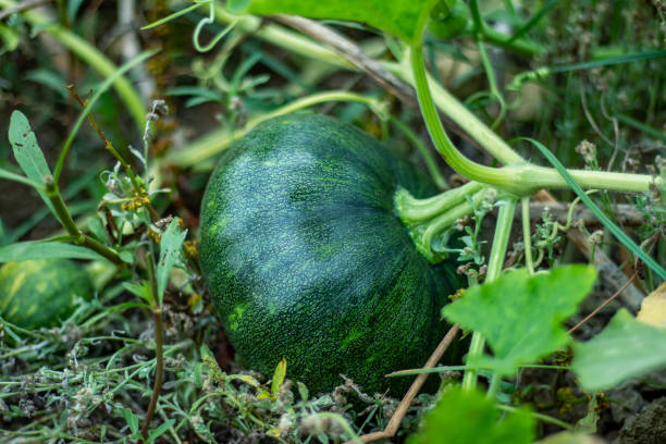 Green pumpkin, also known as  kaddu in Hindi, is a versatile and nutritious vegetable
